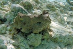 Brown Variable Sponge